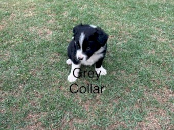 Border Collie Pups x 3
