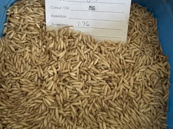 300mt Bannister Oats