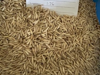 300mt Bannister Oats
