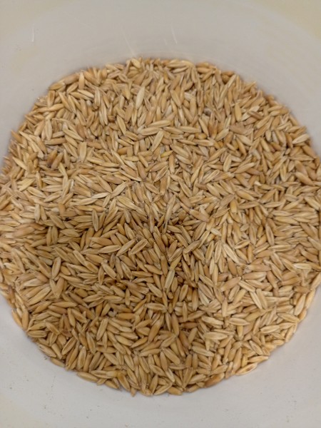 4mt Winteroo Oat Seed