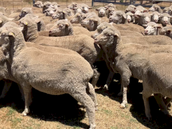 35 x Superfine Merino Ewes