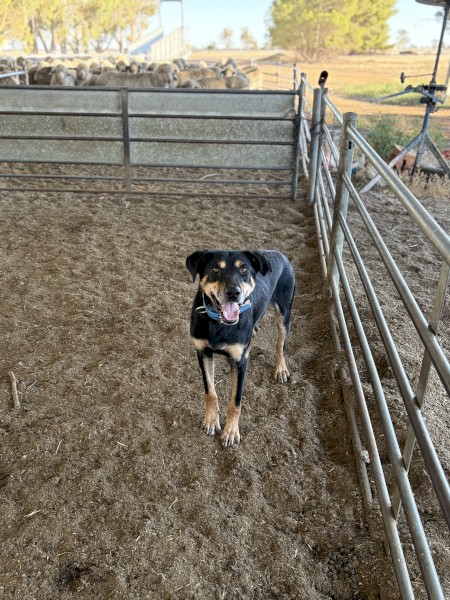 Male Kelpie