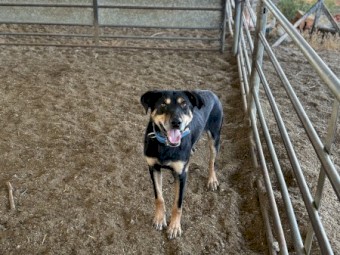 Male Kelpie