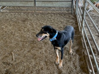 Male Kelpie