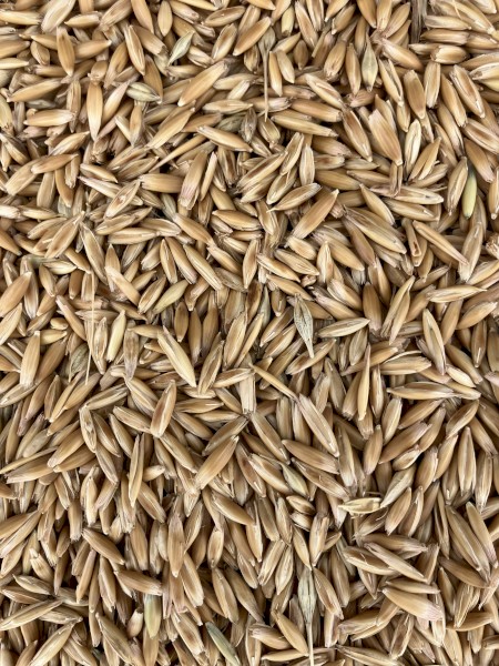 20mt Winteroo Oat Seed
