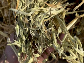 Oaten Hay Rolls