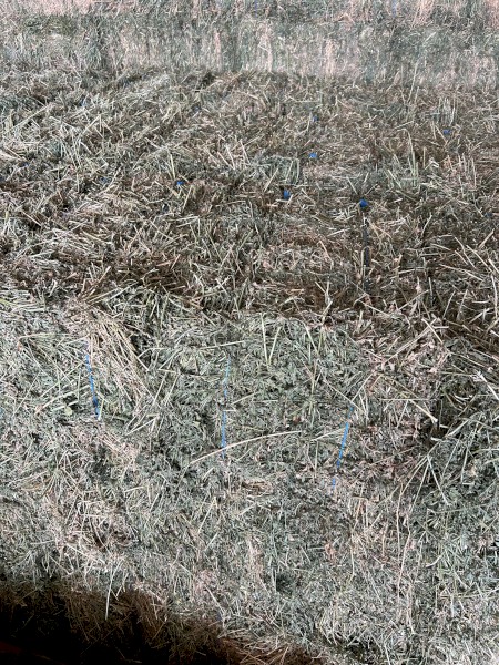 500 x Prime Irrigated Lucerne Small Squares