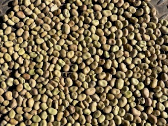 60mt Warda Faba Beans