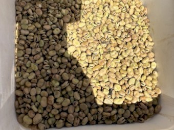 60mt Warda Faba Beans