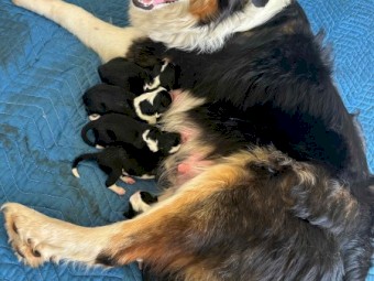 Border Collie Pups x 3