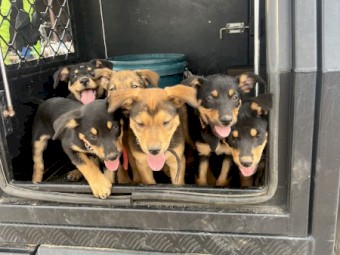 3x Kelpie Pups