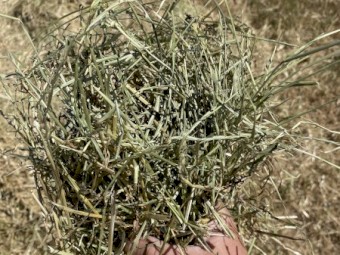 150 - Pasture Hay 400-420kg Rolls
