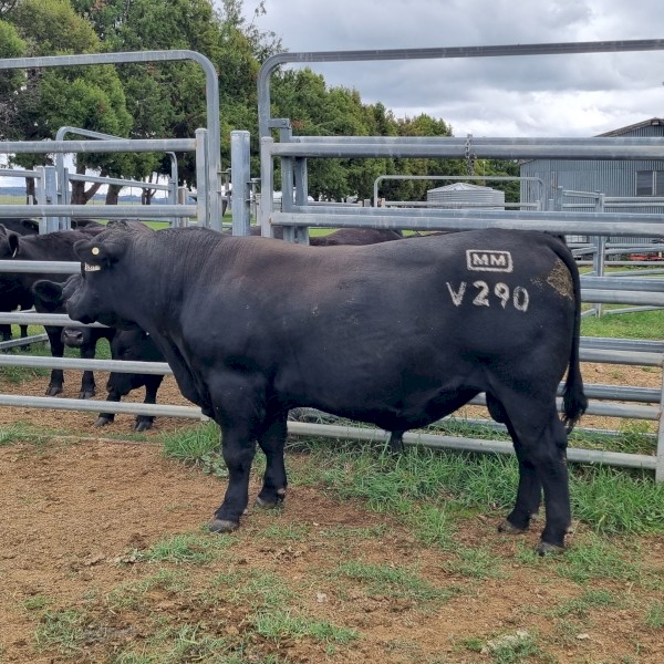 Registered Millah Murrah Angus Bull