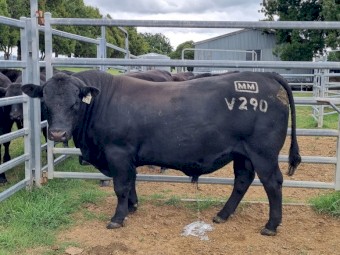 Registered Millah Murrah Angus Bull
