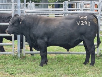 Registered Millah Murrah Angus Bull