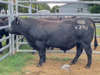 Registered Millah Murrah Angus Bull