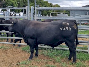 Registered Millah Murrah Angus Bull