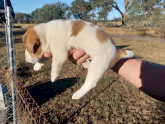 Pure Jack Russell Stumpy Tail x 3