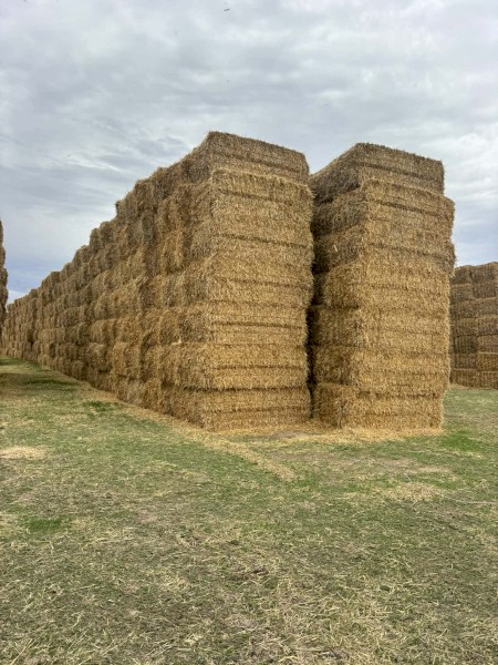 350mt Barley Straw 8x4x3 Bales