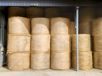 70 x Italian Ryegrass/Arrowleaf Clover Hay 5x4 Round Bales
