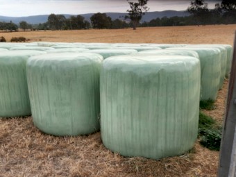 45 x Italian Ryegrass/Clover 4x4 Round Bales