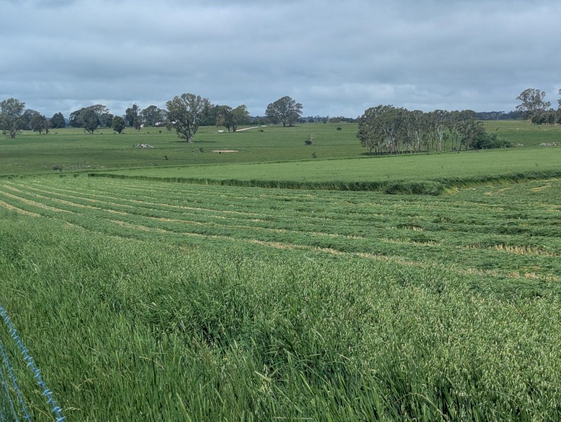 100 x Oaten Hay 5x4 Rounds