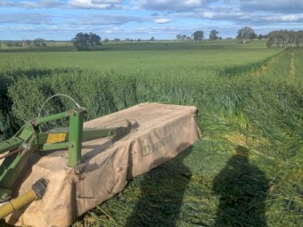 100 x Oaten Hay 5x4 Rounds