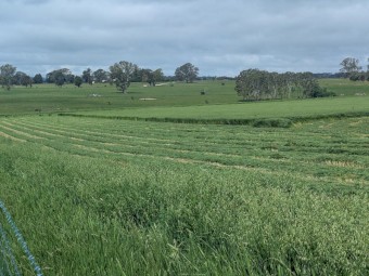 100 x Oaten Hay 5x4 Rounds