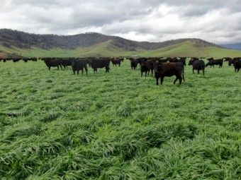 Ryegrass Seed