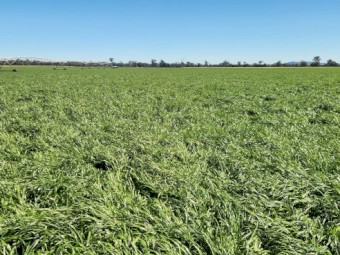 Ryegrass Seed