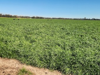 Ryegrass Seed