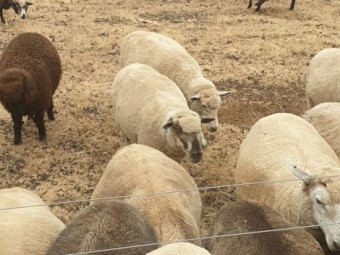 Cross Breed Ewes