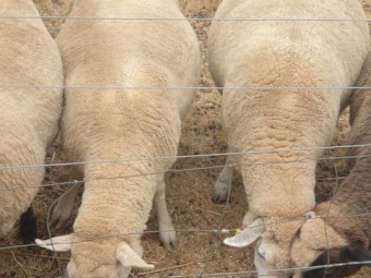 Cross Breed Ewes