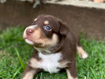 Kelpie x Border Collie Puppies – 2 Working Pups Available