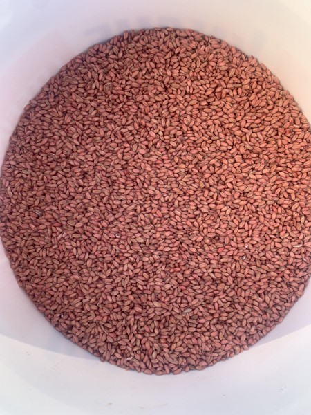 5mt Sunmaster Seed Wheat