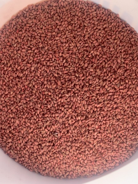 5mt Kittyhawk Seed Wheat