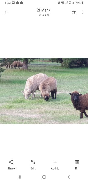 Wethers