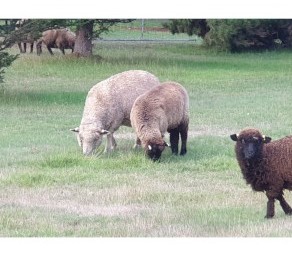 Wethers