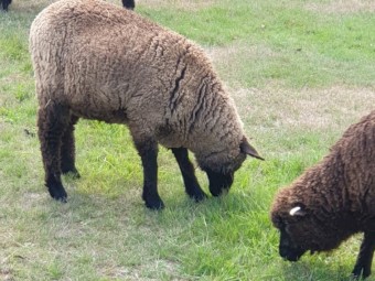 Wethers