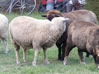 Wethers