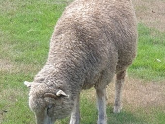 Wethers