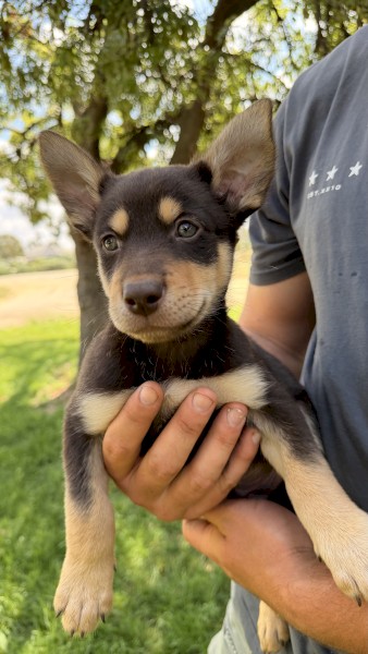 Purebred Kelpie Puppies x 3