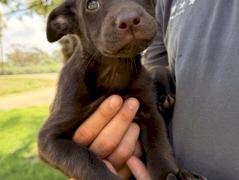 Purebred Kelpie Puppies x 3