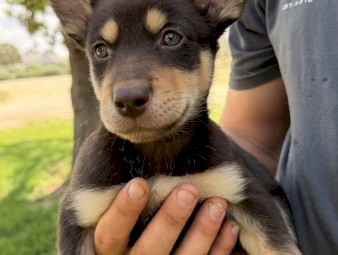 Purebred Kelpie Puppies x 3