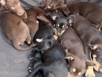 Purebred Kelpie Puppies x 3
