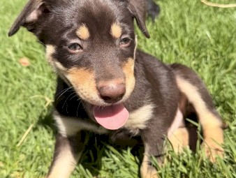 Purebred Kelpie Puppies x 3