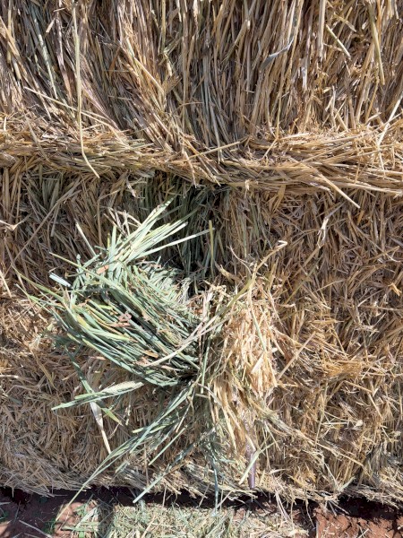 280 x Barley Hay 7x3x3 Bales