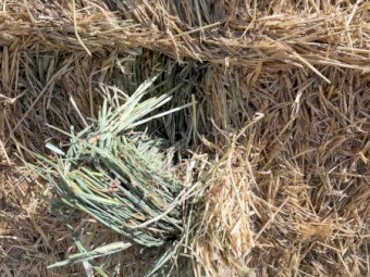 280 x Barley Hay 7x3x3 Bales