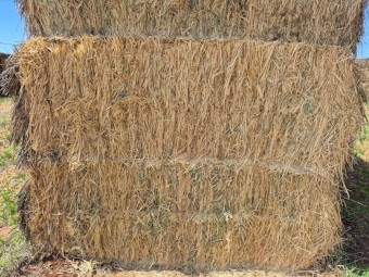 280 x Barley Hay 7x3x3 Bales