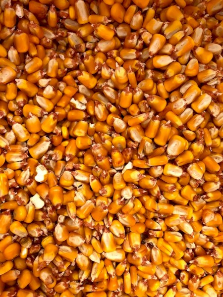 Feed Corn